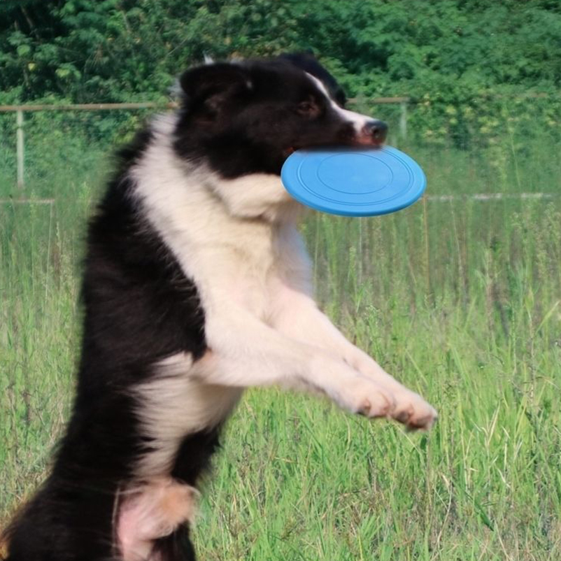 Frisbee in silicone per cani,  - Frisbee Freestyle Disc recensione e prezzo